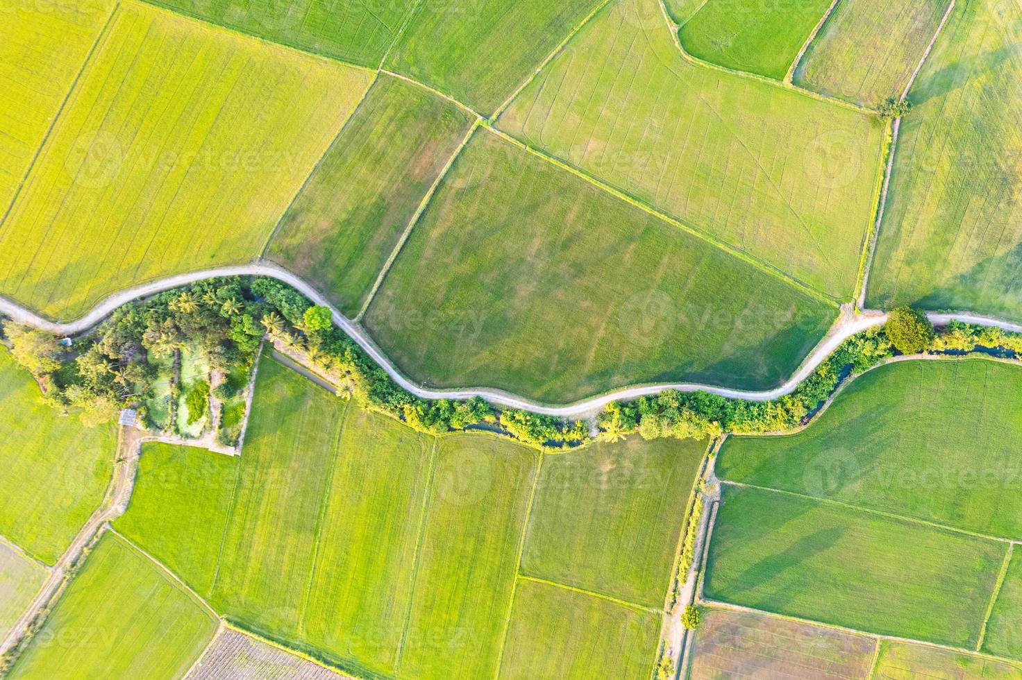 Aerial view of Green rice paddy field, farming cultivation in agricultural land at countryside photo