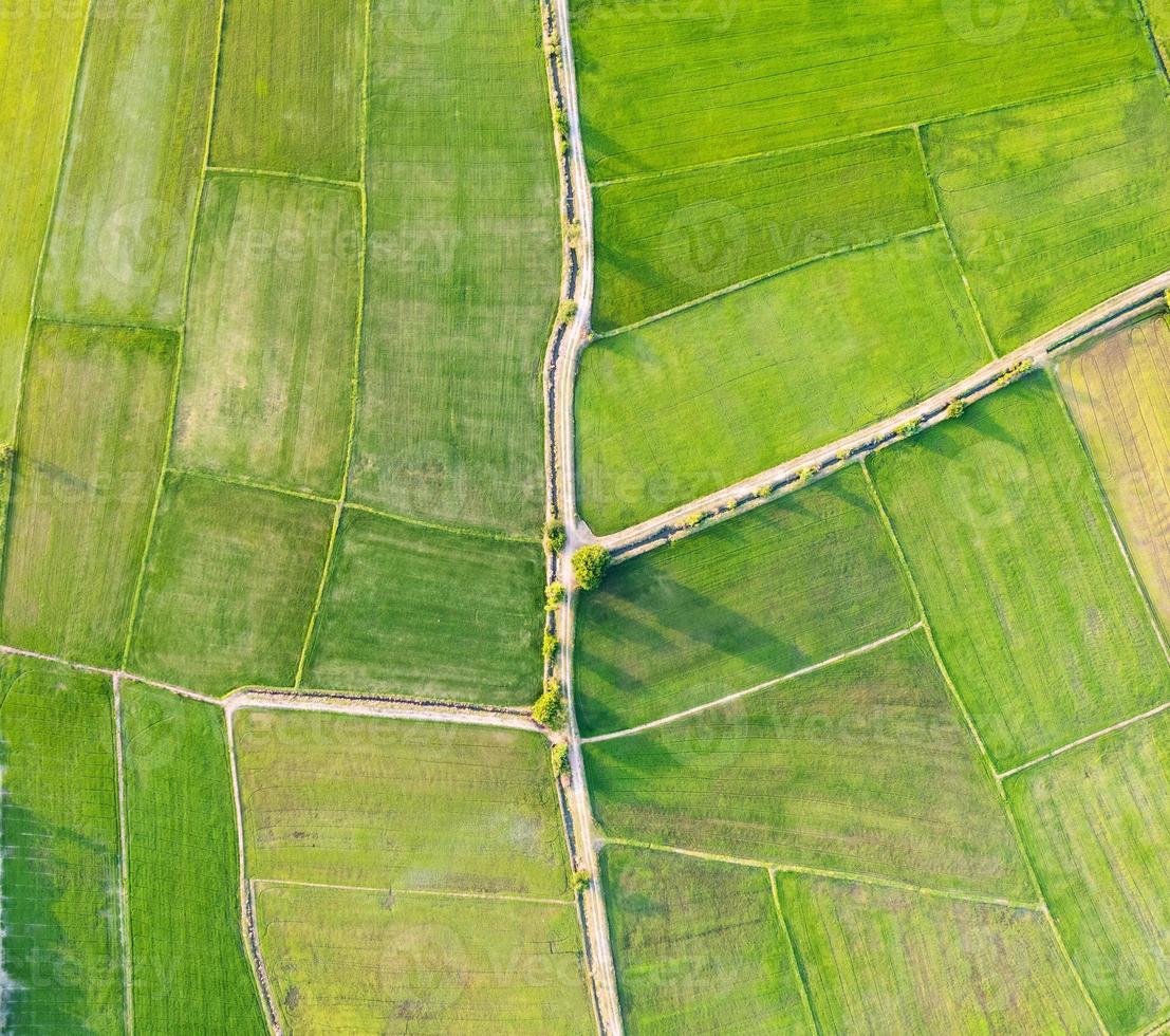 Aerial view of Green rice paddy field, farming cultivation in agricultural land at countryside photo