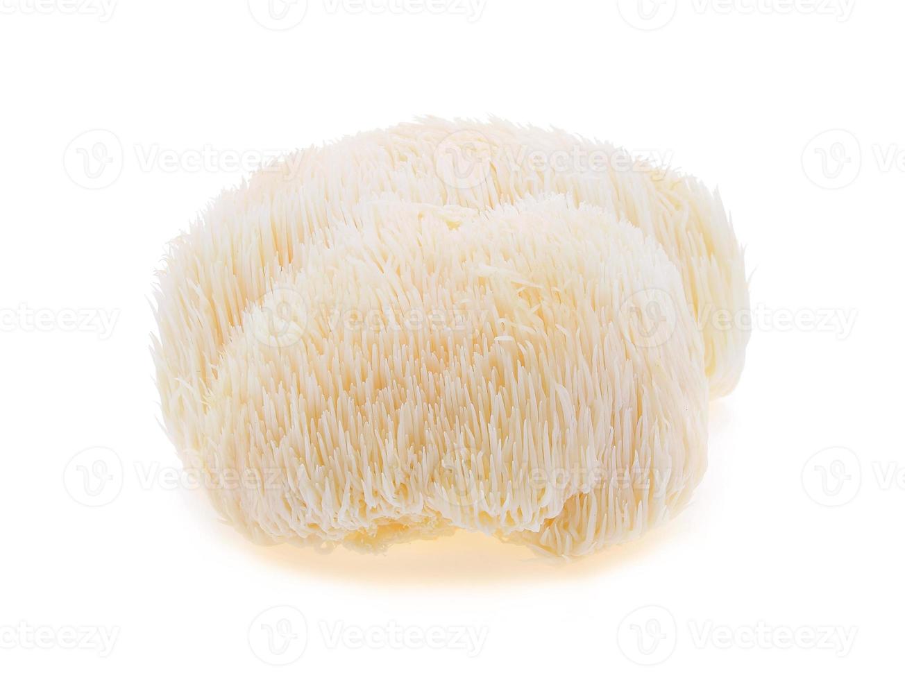 lion mane mushroom isolated on white background photo