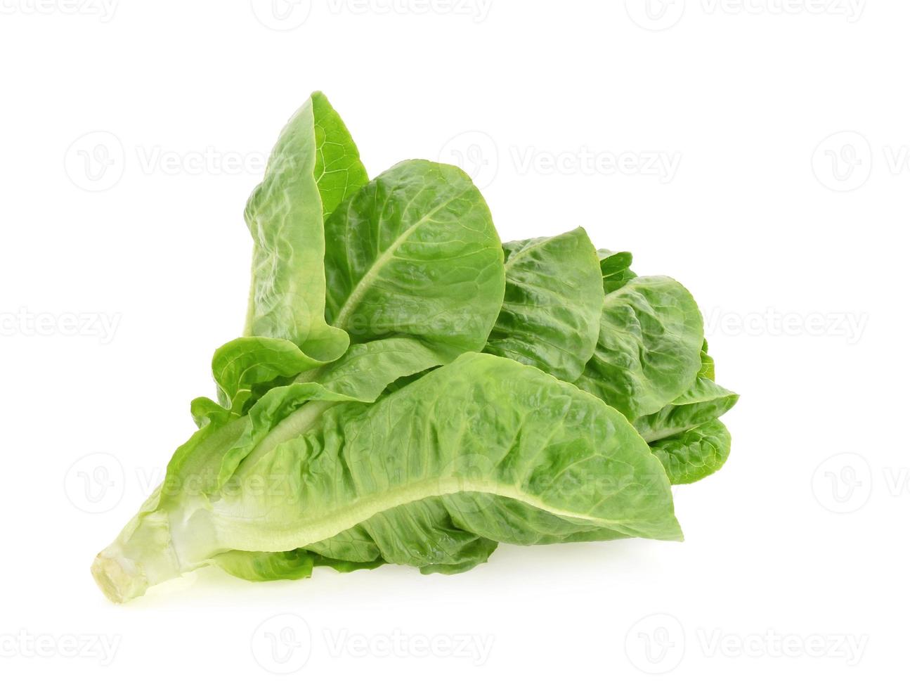 butter head lettuce isolated on white background photo