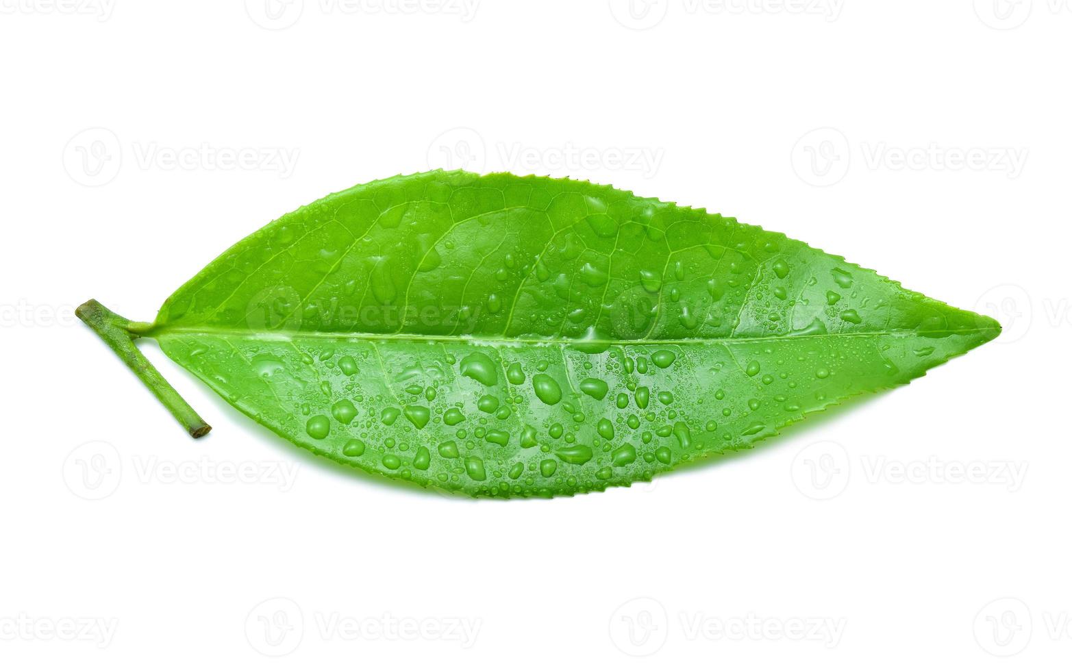 leaves Fresh green tea with drops of water isolated on white background. photo