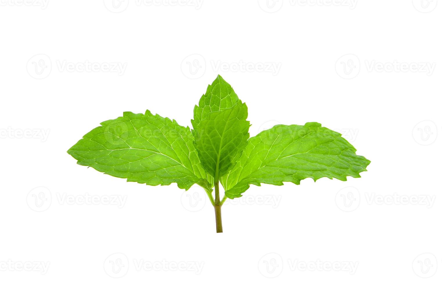 Fresh mint isolated on the white background. photo