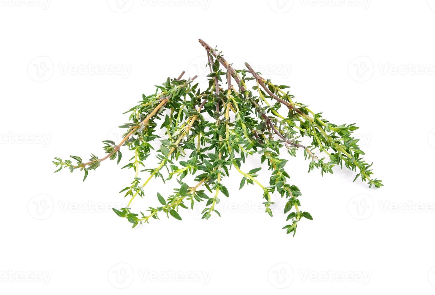 Thyme sprigs isolated on a white background photo