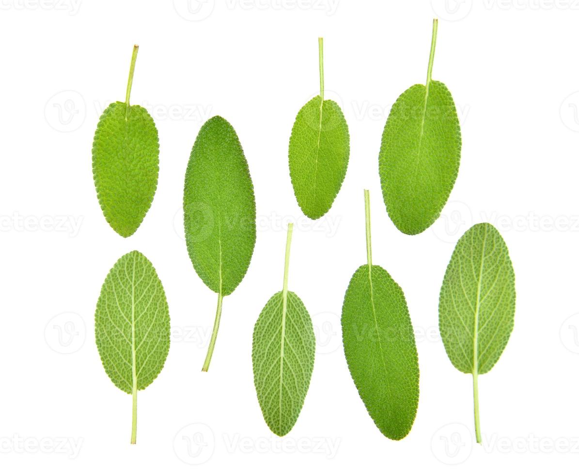 Top view of Sage herb isolated on white background photo