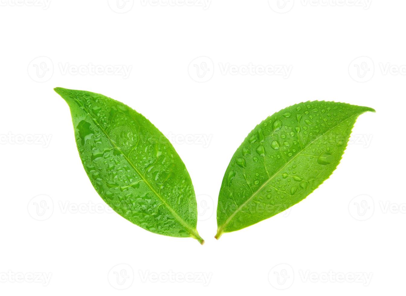 Top view of leaves green tea with drops of water isolated on white background photo