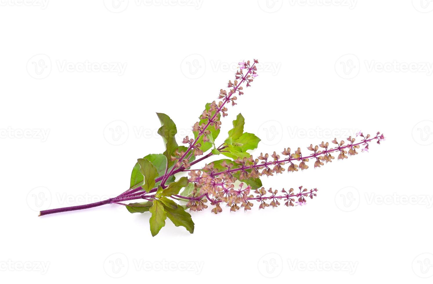 Basil flower isolated on white background photo