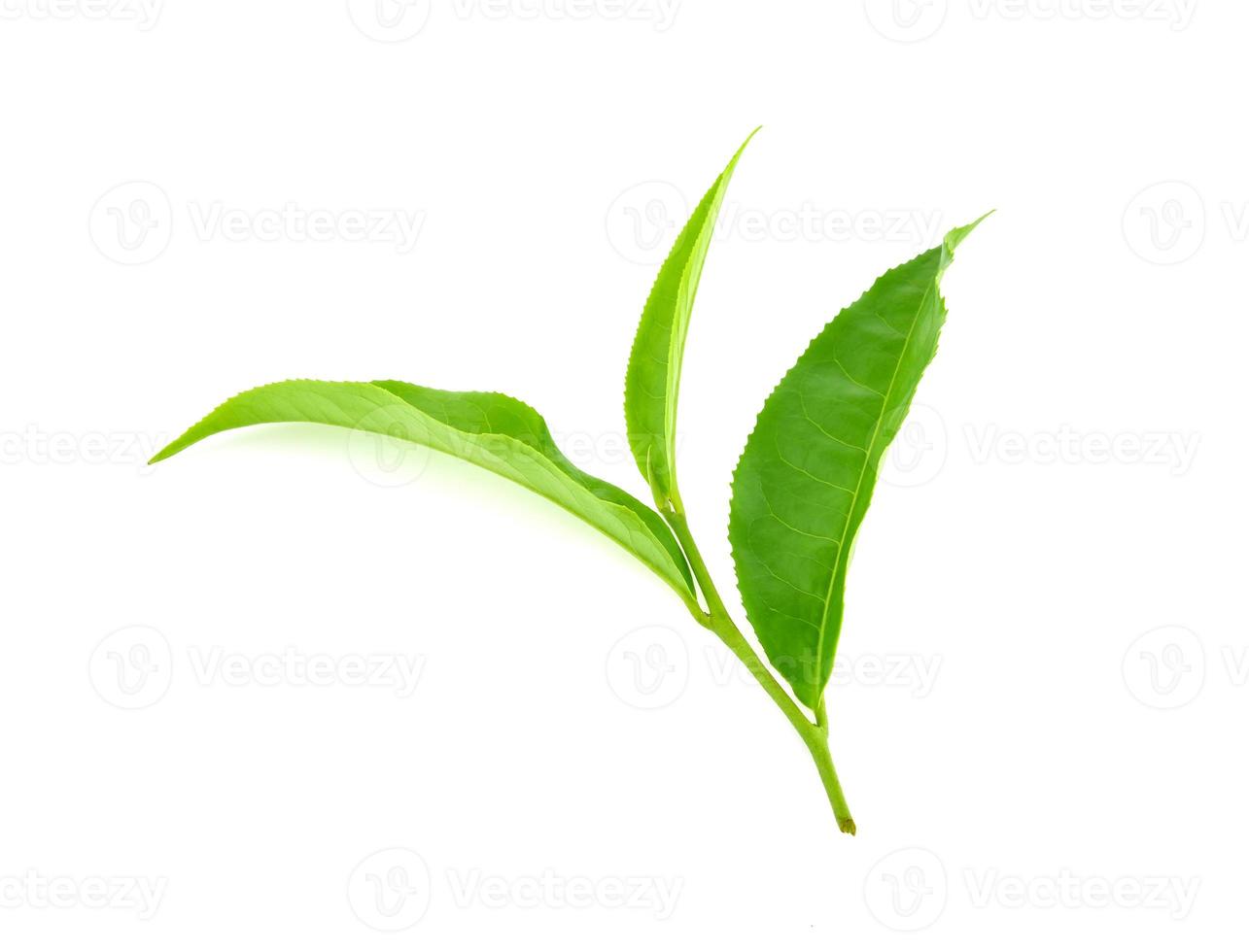 Green tea leaf isolated on white background photo