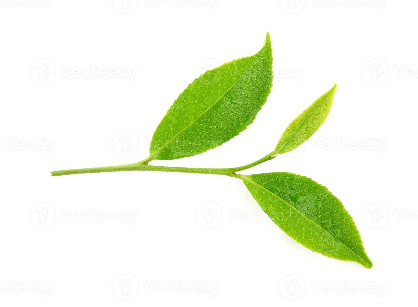 hojas de té verde con gotas de agua aislado sobre fondo blanco. foto