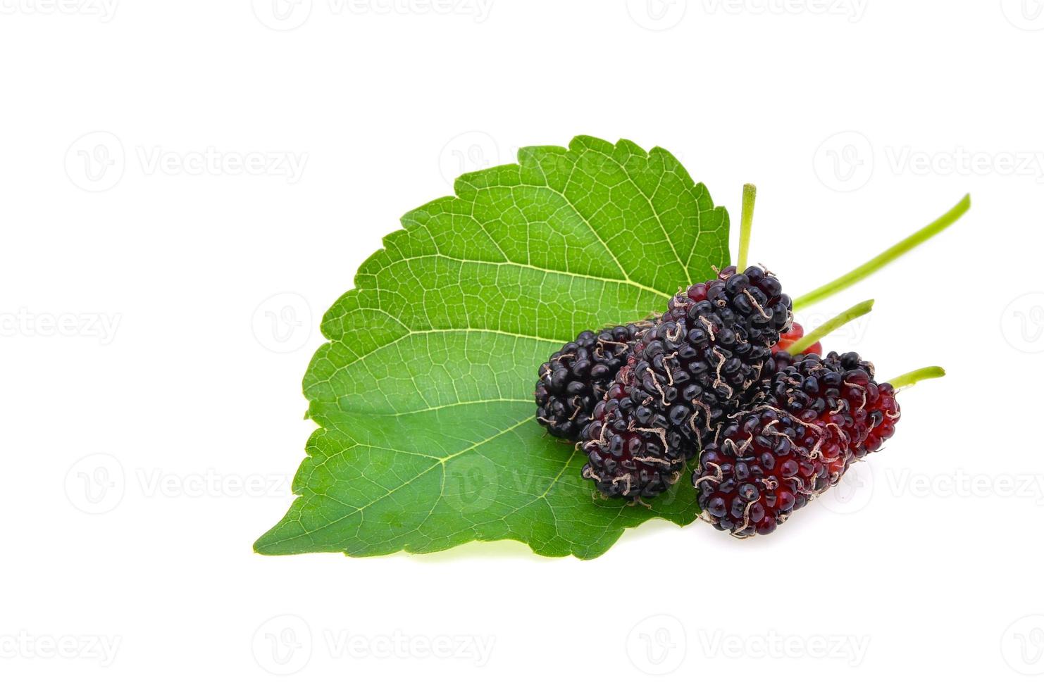 Mulberry with leaf Isolated on white background photo