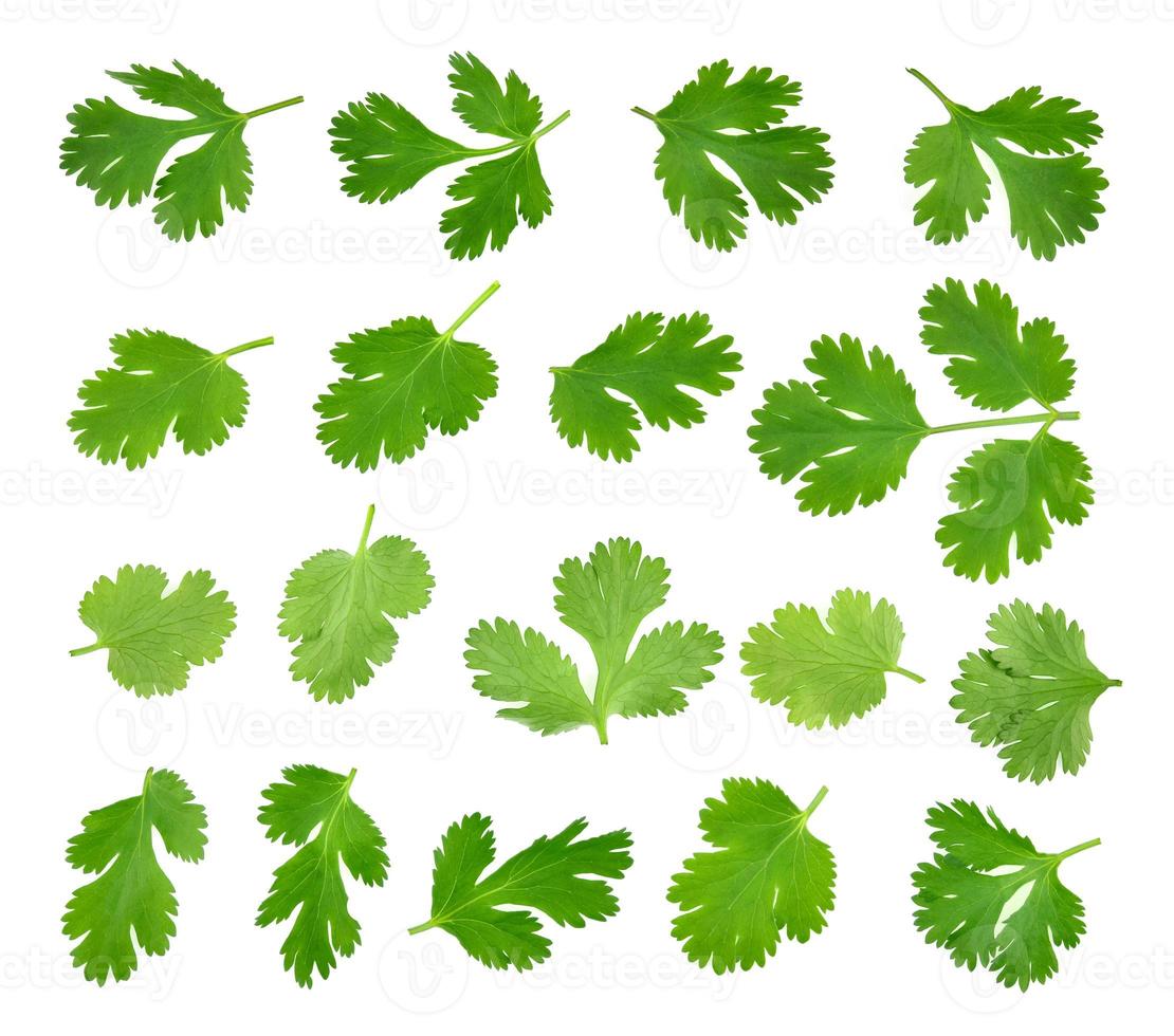 Top view of fresh green parsley leaves isolated on white background. photo