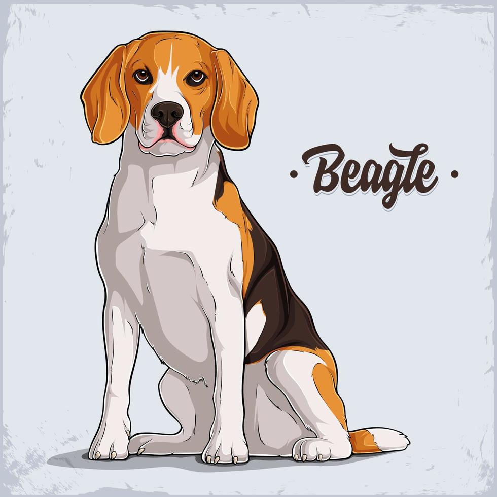 lindo perro de raza beagle sentado en toda su longitud aislado sobre fondo blanco vector