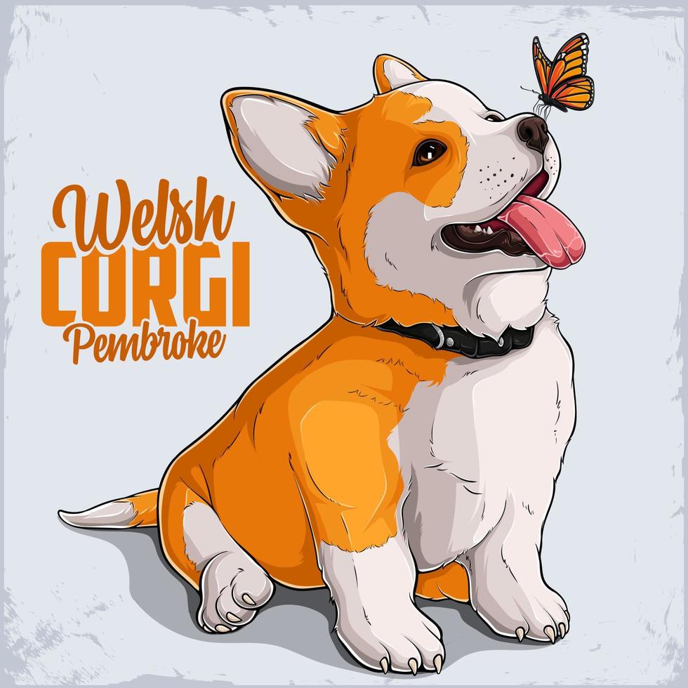 Cute dog breed Welsh Corgi Pembroke in full length with Monarch Butterfly on his nose vector