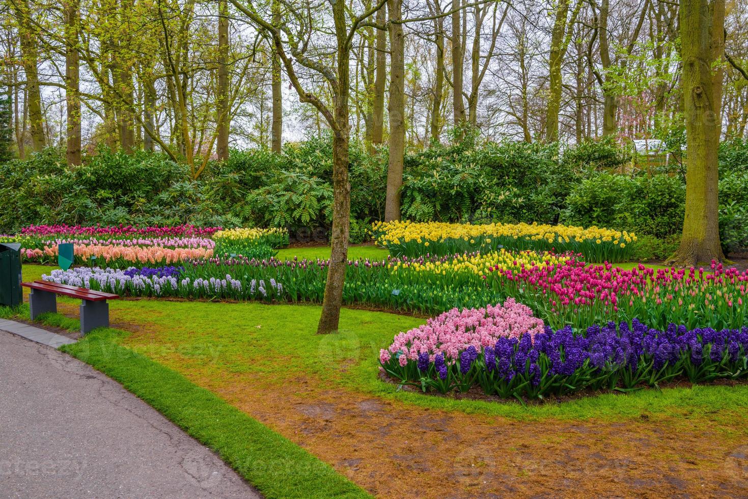 Fresh early spring pink, purple, white hyacinth bulbs. Flowerbed with hyacinths in Keukenhof park, Lisse, Holland, Netherlands photo