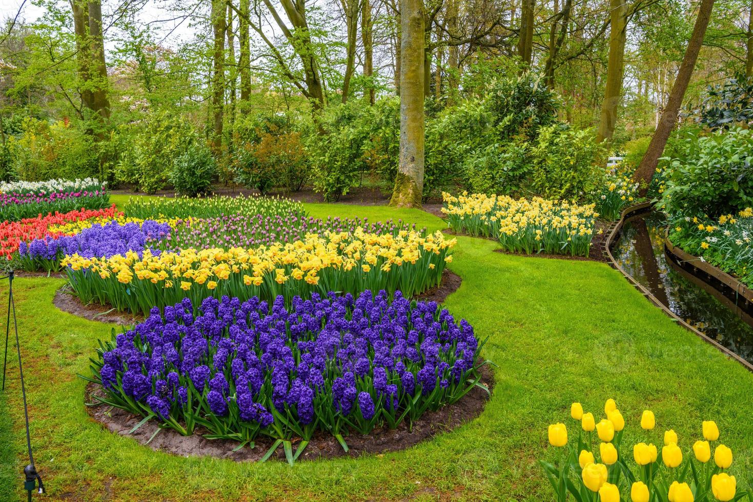 Fresh early spring pink, purple, white hyacinth bulbs. Flowerbed with hyacinths in Keukenhof park, Lisse, Holland, Netherlands photo