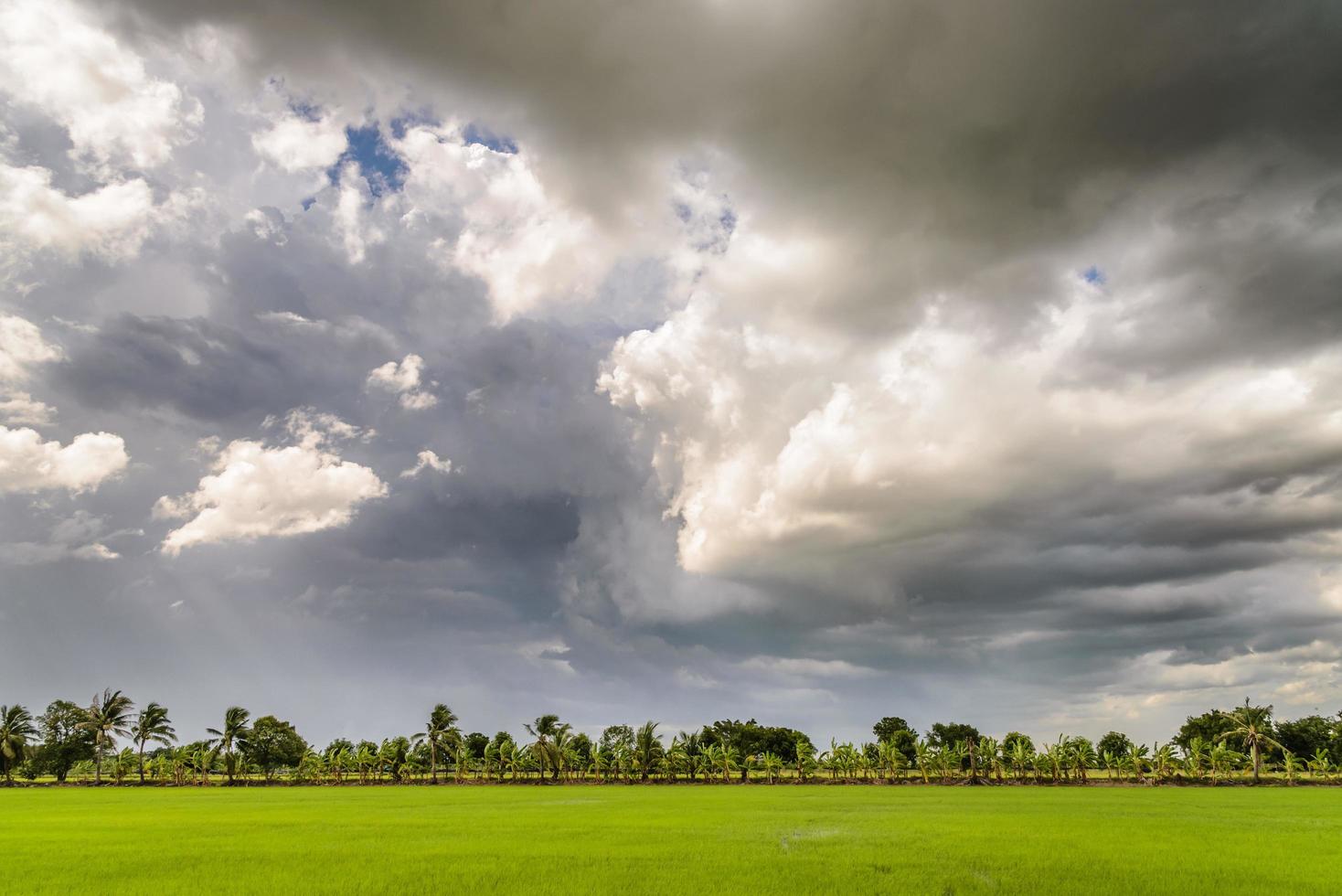 Dark clouds over rice field before rain storm. Natural background photo