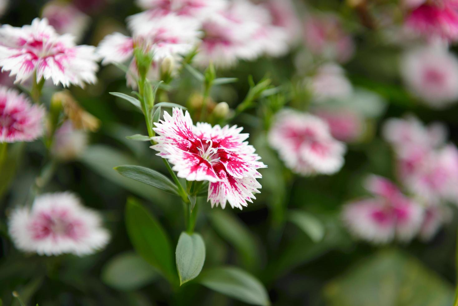 Beautiful Dianthus flower Dianthus chinensis blossoming in the gardern photo