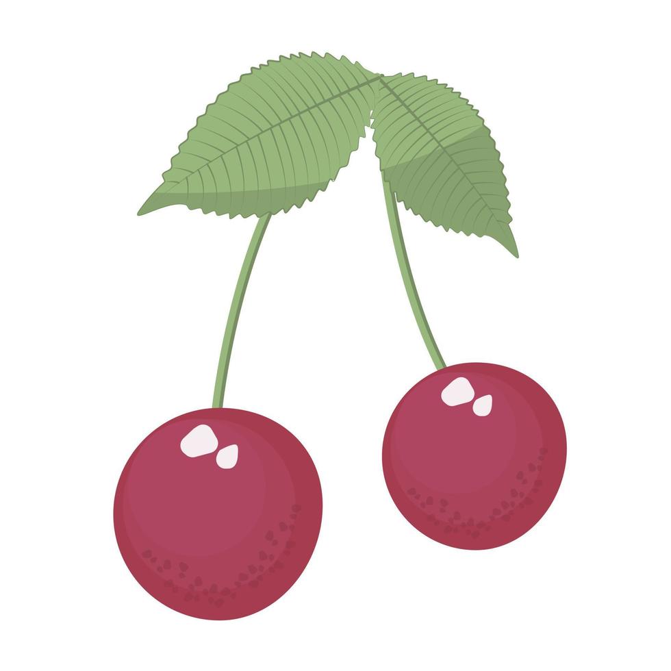 Two cherries with leaves vector