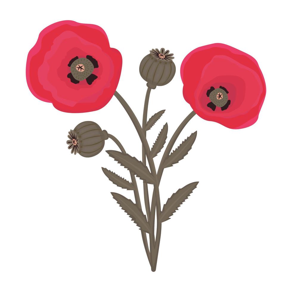 Poppies, colorful illustration vector
