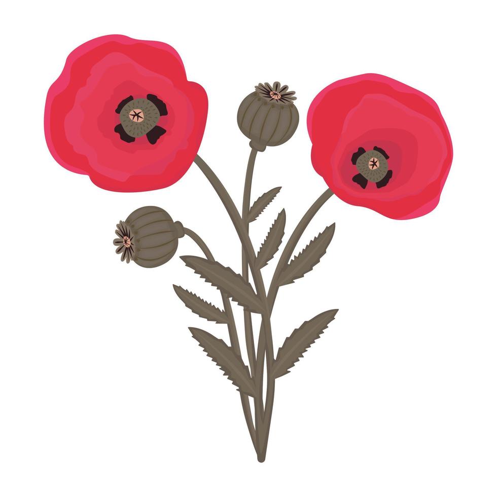 amapolas, ilustración colorida vector