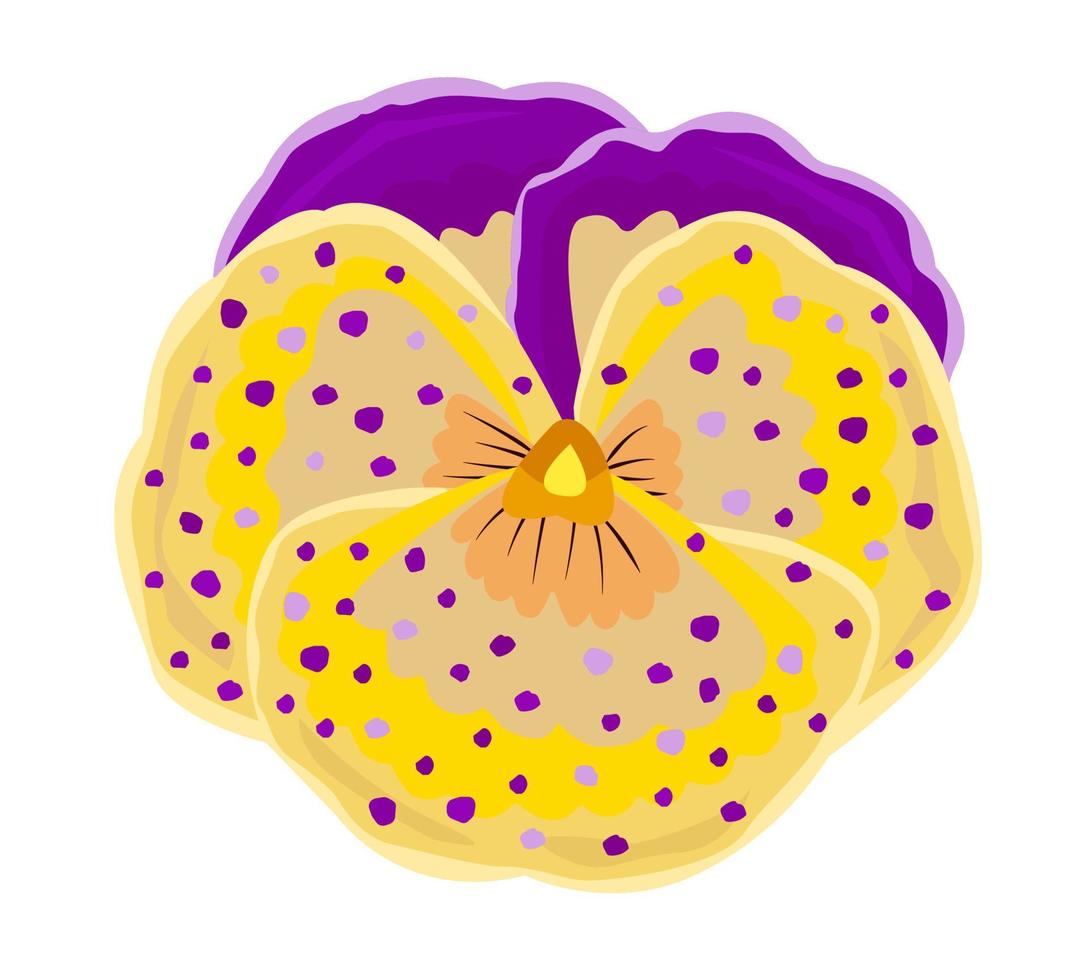 Yellow and violet bud of pansy flower vector