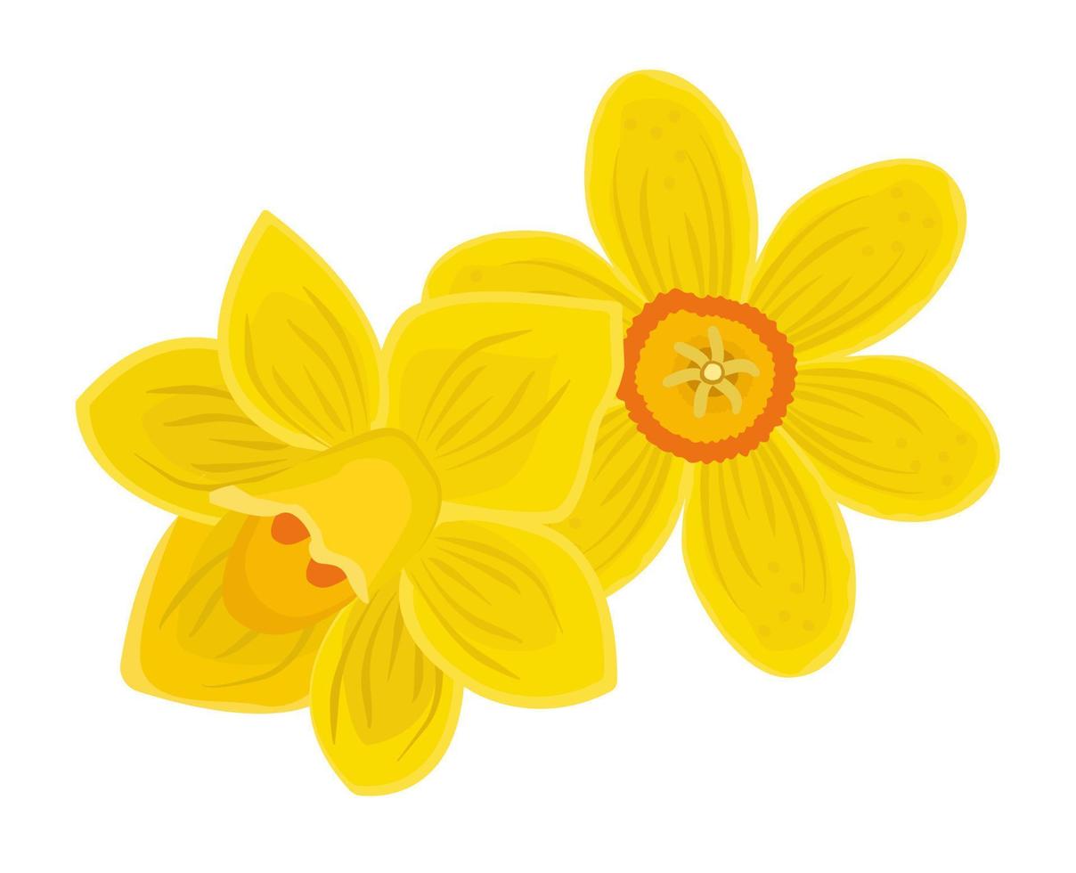 Two bright yellow daffodils vector
