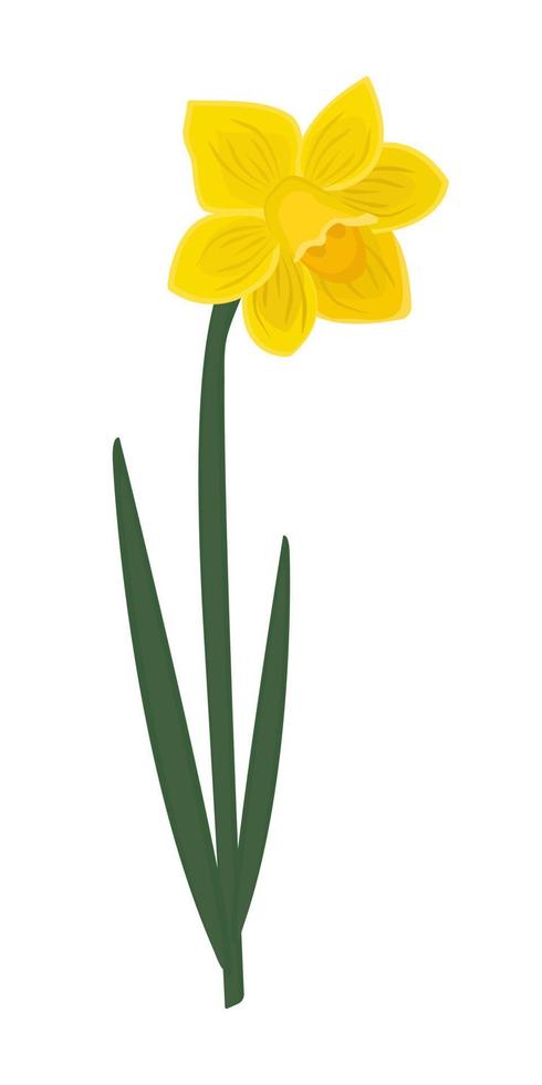 Bright single yellow daffodil vector