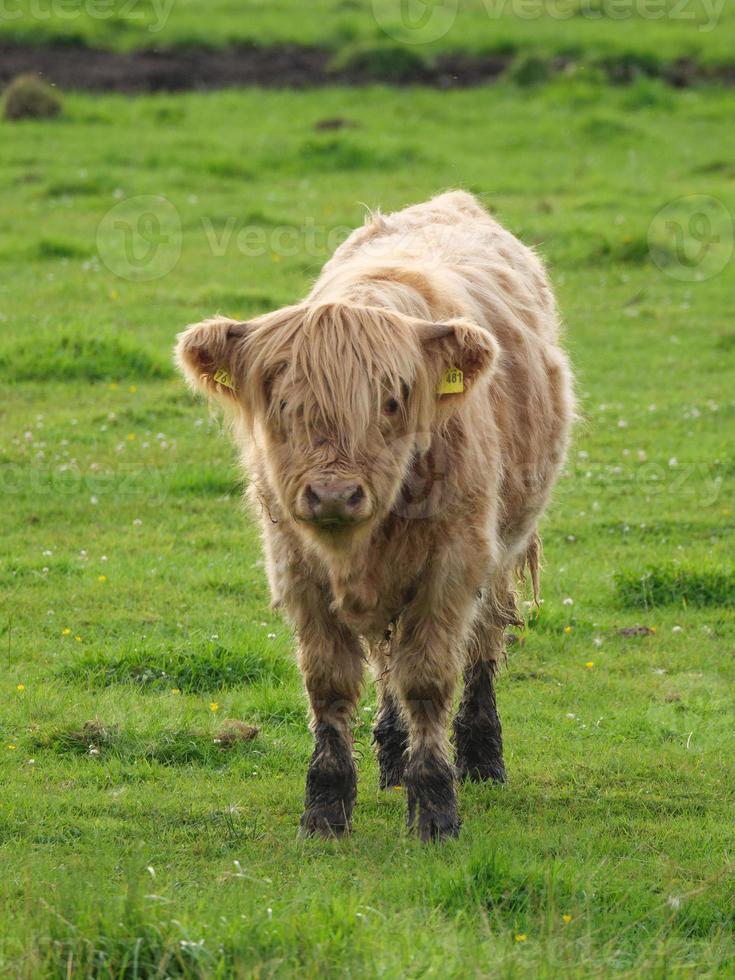 Cows in westphalia photo