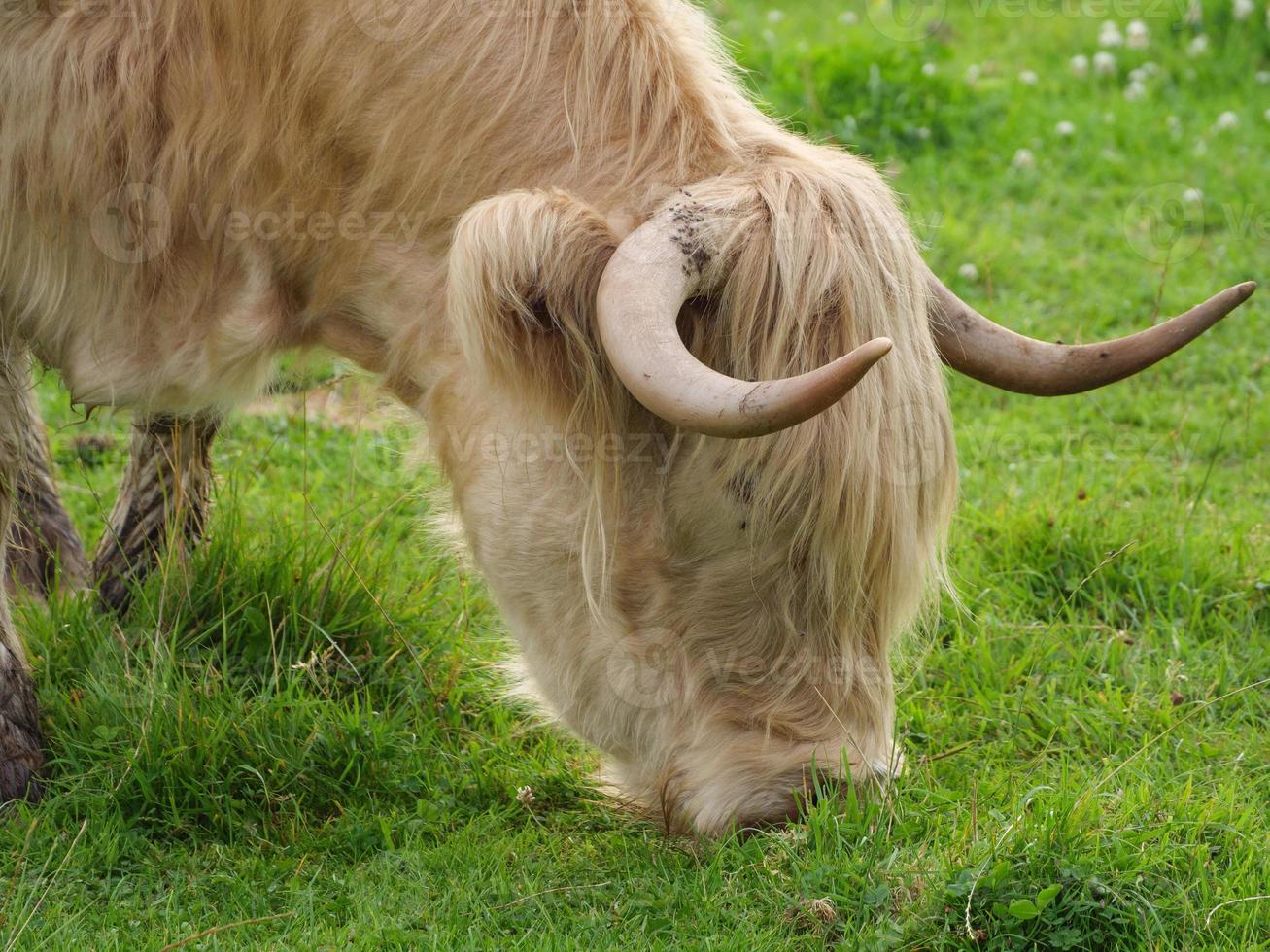 vacas en un prado alemán foto