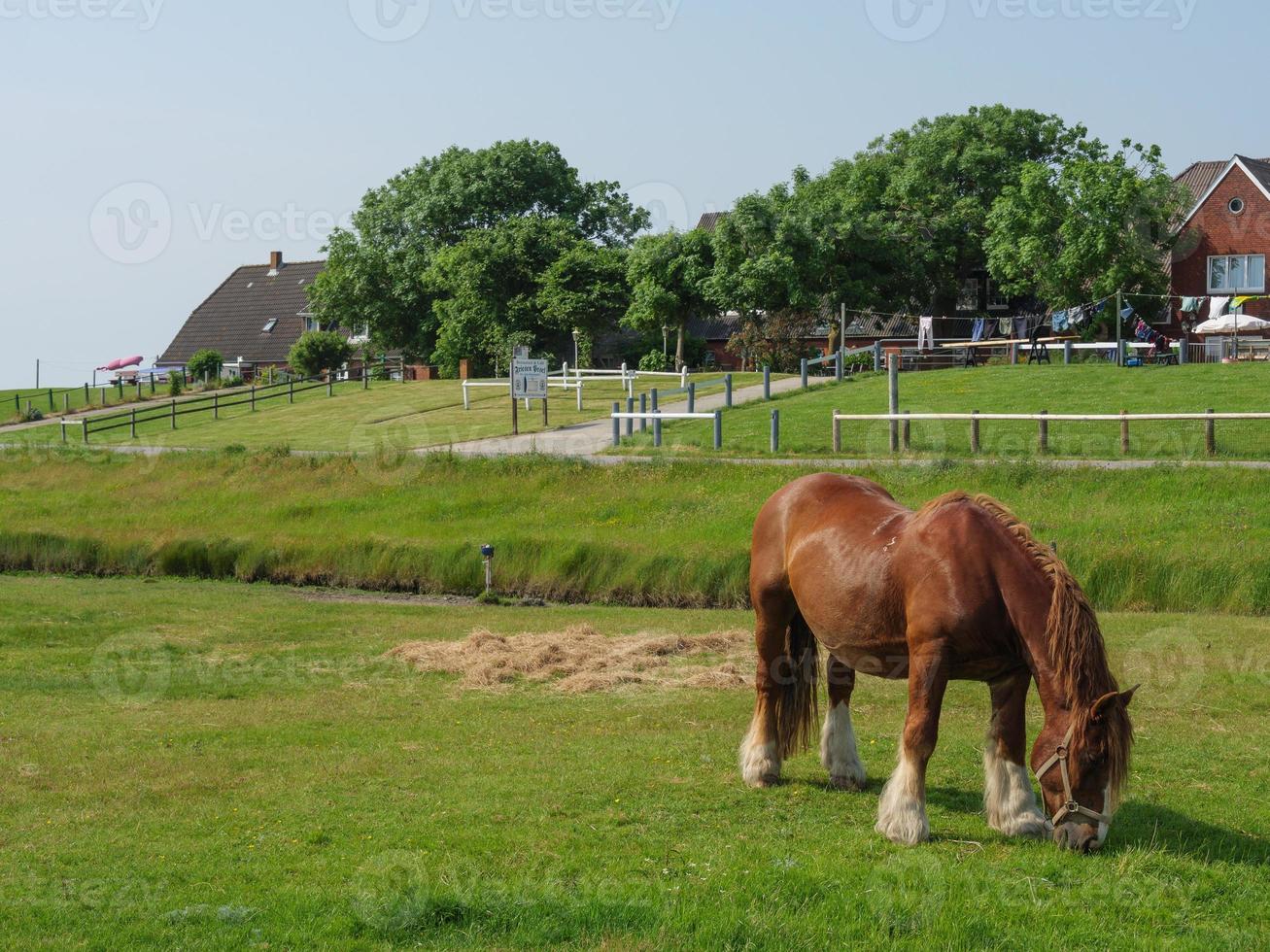 hallig hooge en el mar del norte alemán foto