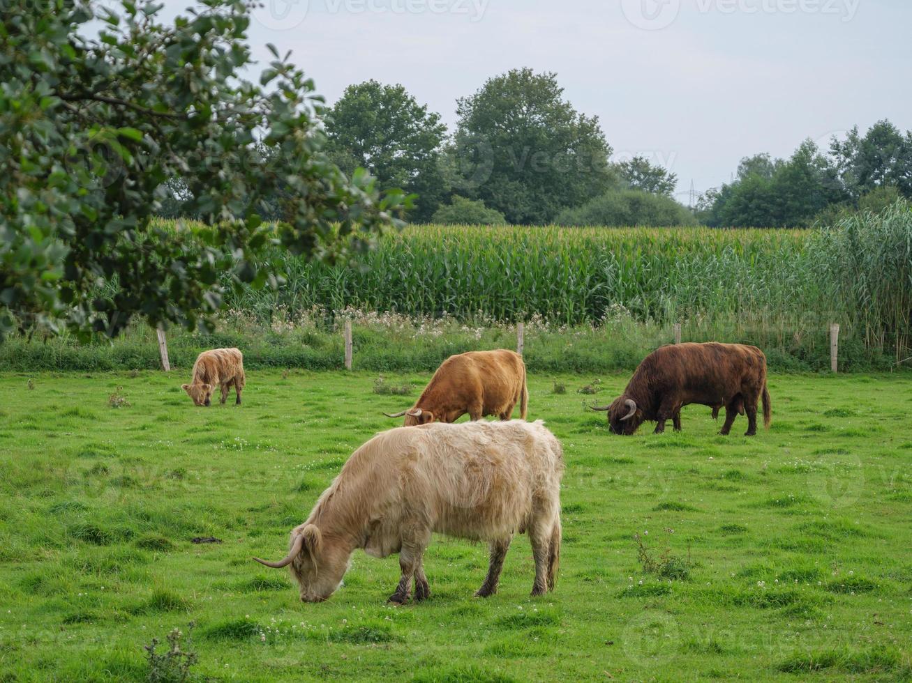 cows on a german meadow photo