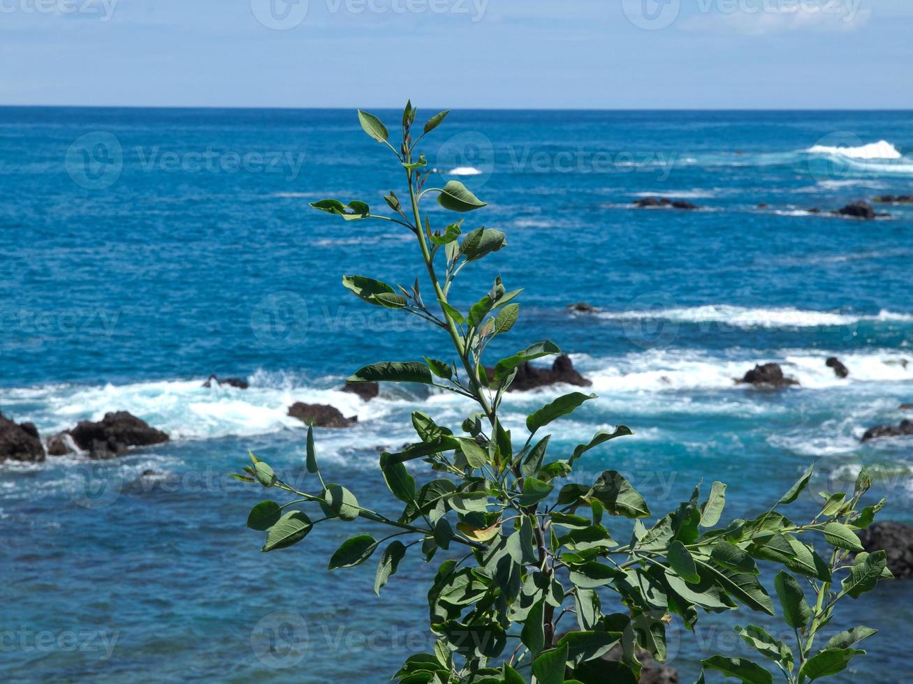 la isla española de tenerife foto