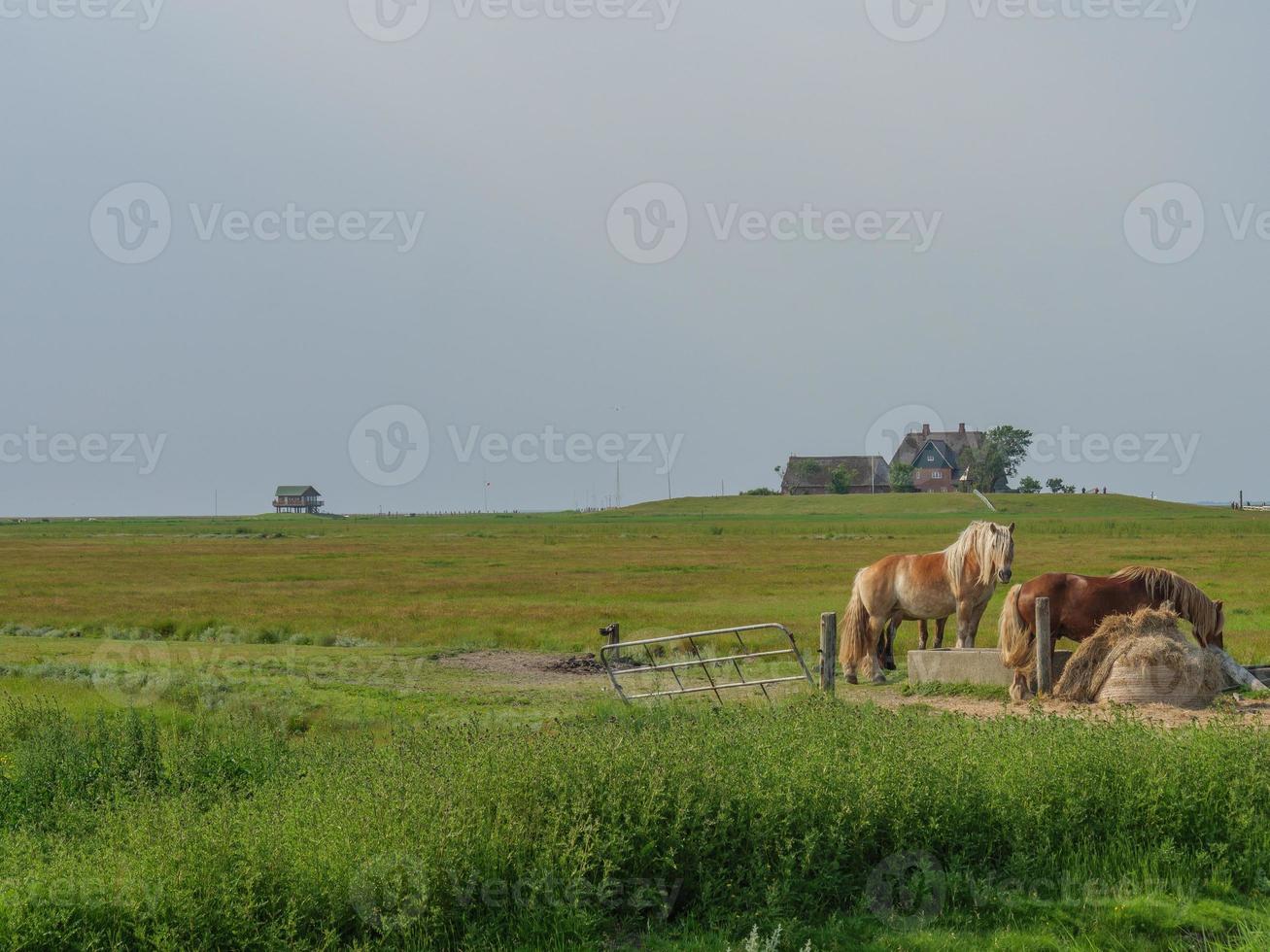 Hallig Hooge in the german north sea photo