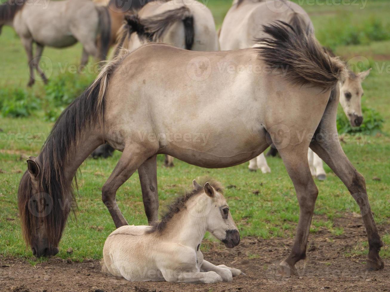 wild horses on a meadow in germany photo