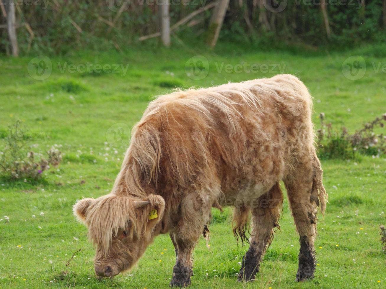 vacas en westfalia foto