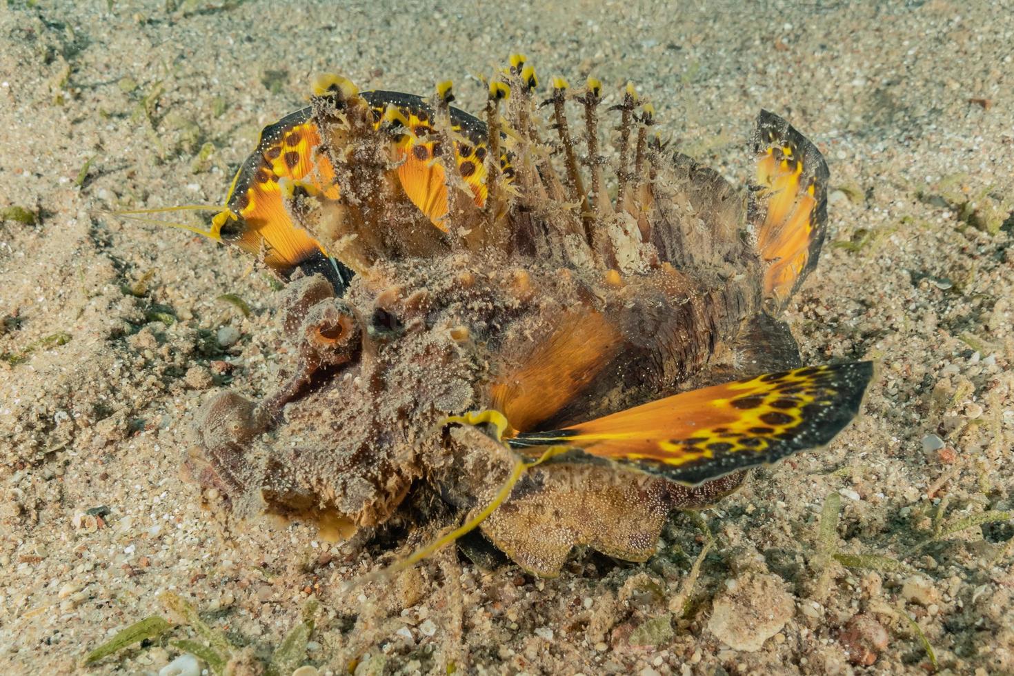 Lion fish in the Red Sea colorful fish, Eilat Israel photo