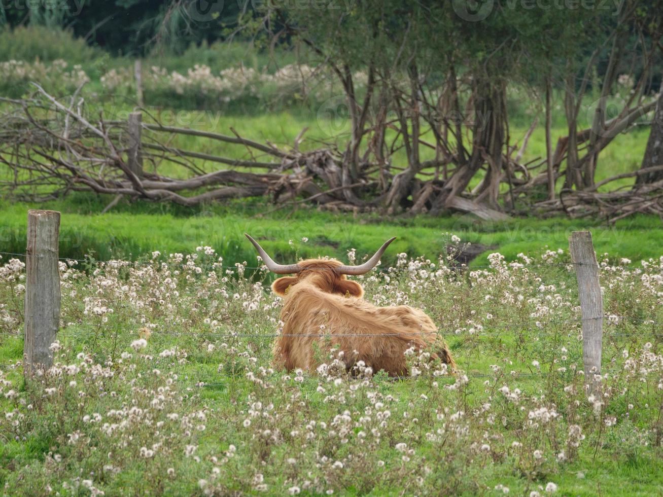 cows on a german meadow photo
