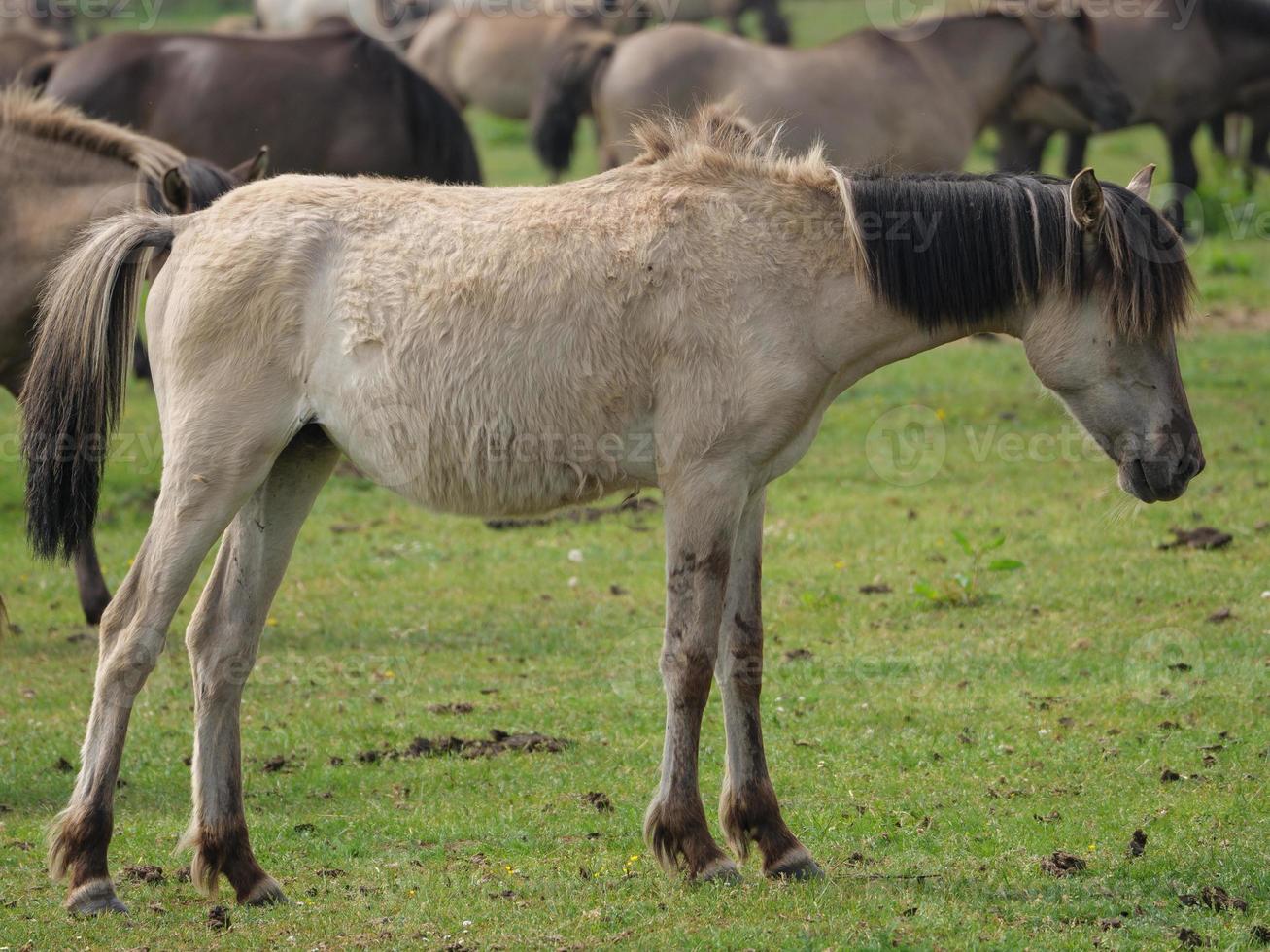 Many wild horses in germany photo