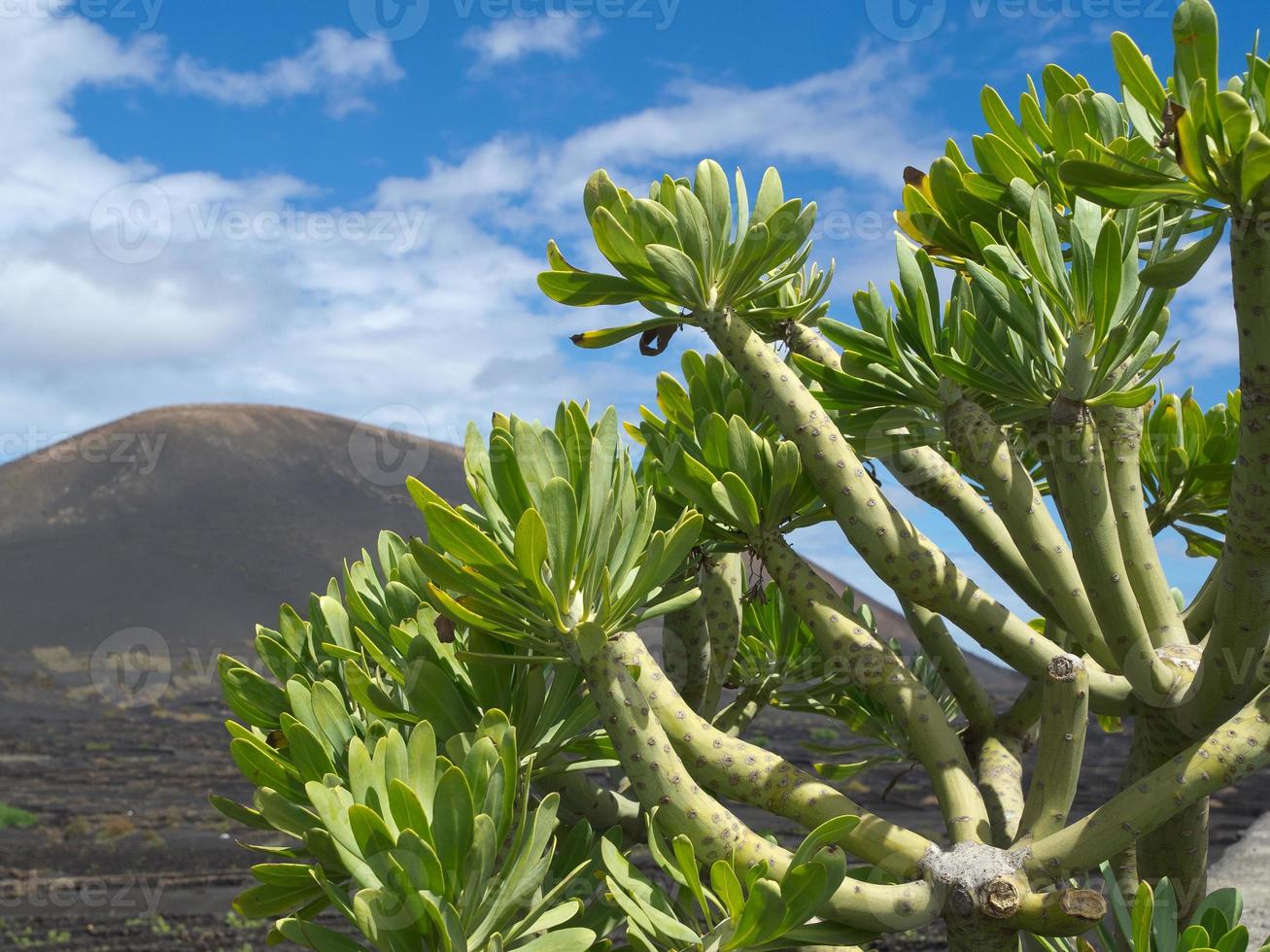 Vulcano Island Lanzarote in Spain photo