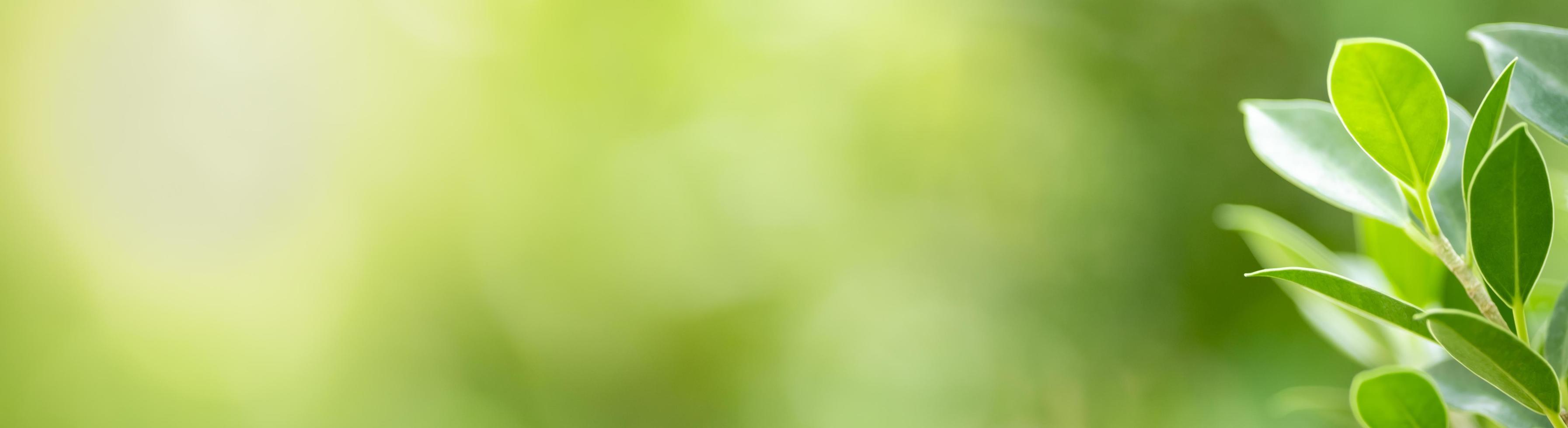 Close up of nature view green leaf on blurred greenery background under sunlight with bokeh and copy space using as background natural plants landscape, ecology cover concept. photo