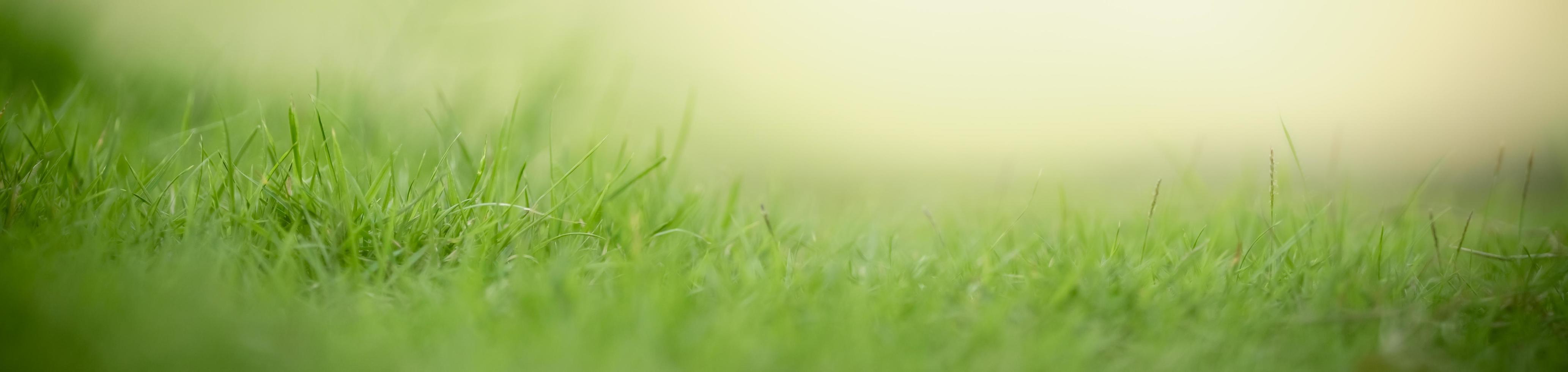 Close up of nature view green grass leaf on blurred greenery background under sunlight with bokeh and copy space using as background natural plants landscape, ecology cover concept. photo