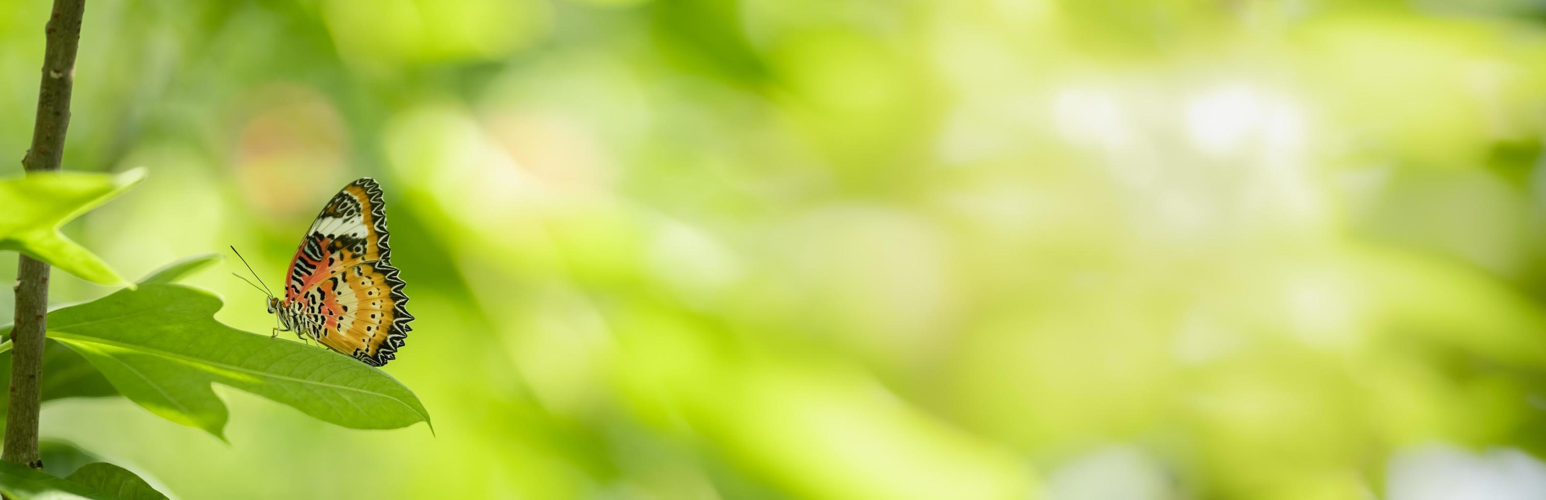 Close up nature view of orange butterfly on green blurred background in garden with copy space using as background insect, natural landscape, ecology, fresh cover page concept. photo