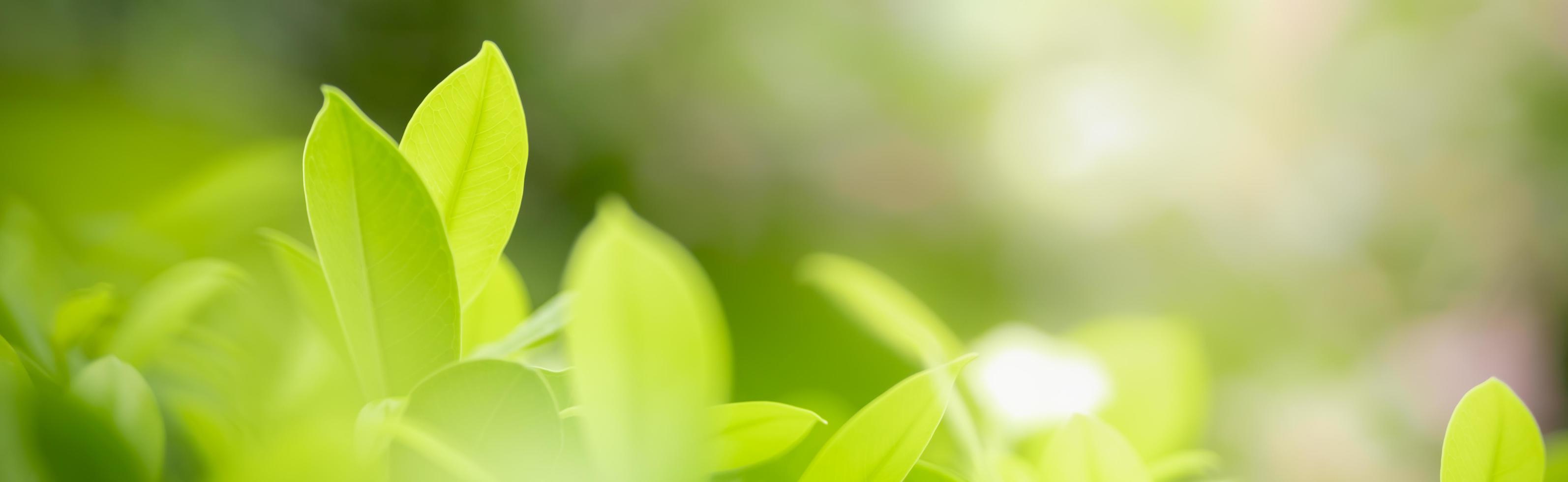 Close up of nature view green leaf on blurred greenery background under sunlight with bokeh and copy space using as background natural plants landscape, ecology cover concept. photo