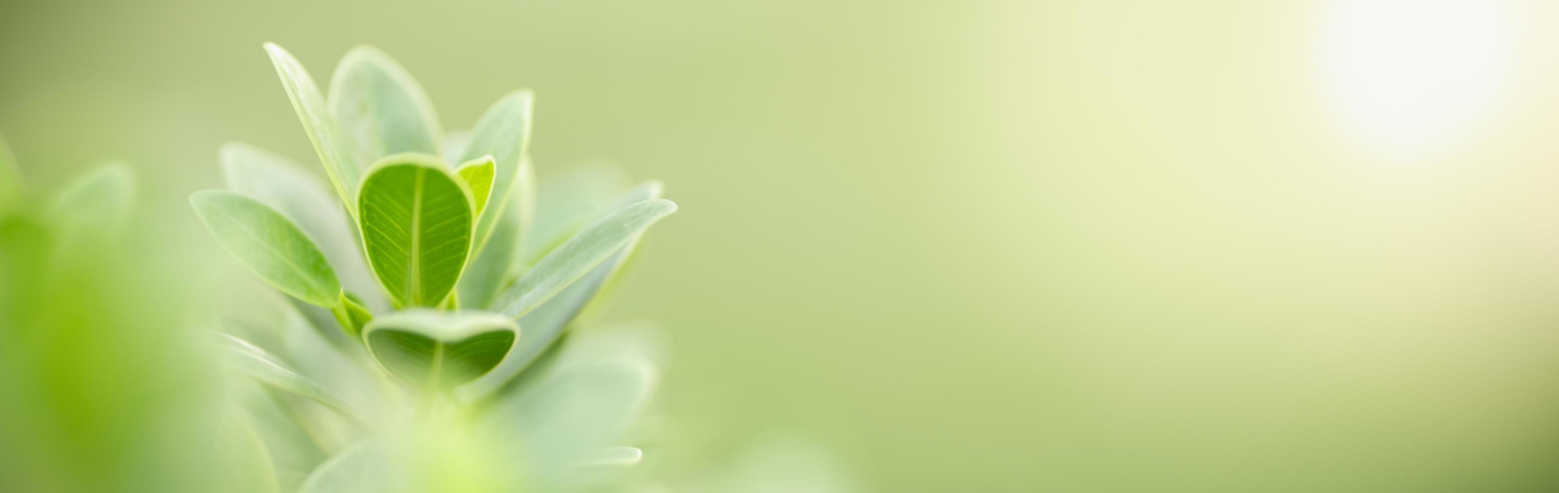 Close up of nature view green leaf on blurred greenery background under sunlight with bokeh and copy space using as background natural plants landscape, ecology cover concept. photo