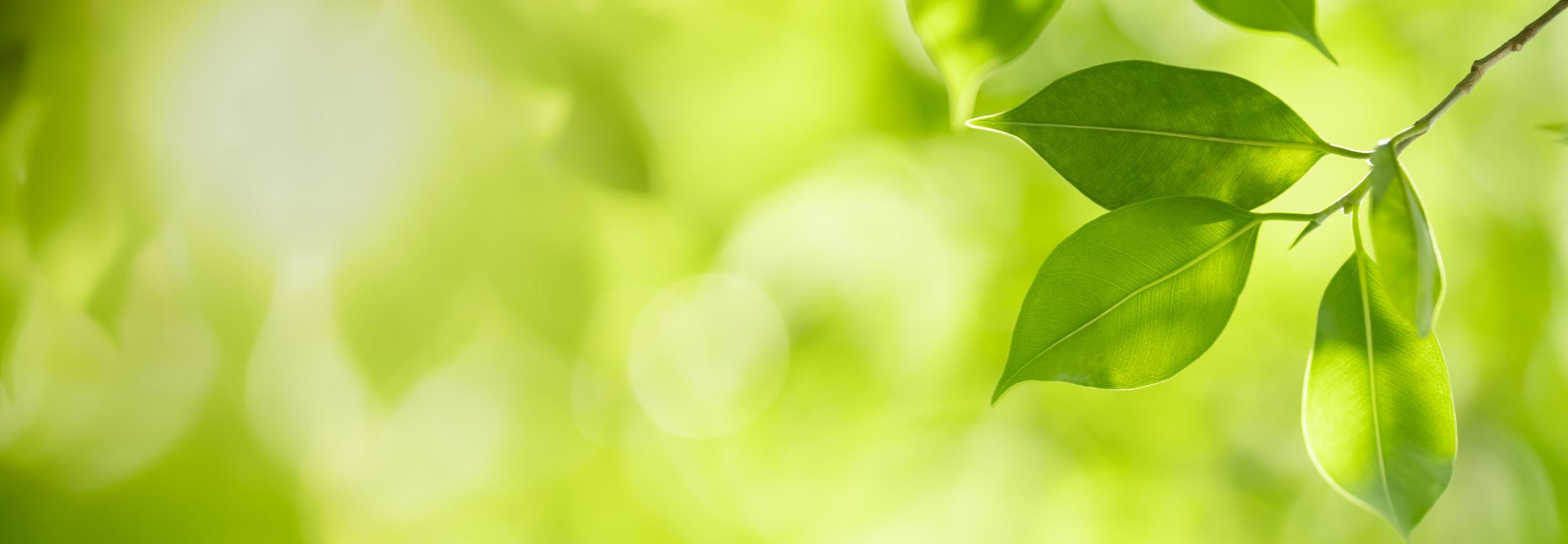 Close up of nature view green leaf on blurred greenery background under sunlight with bokeh and copy space using as background natural plants landscape, ecology cover concept. photo