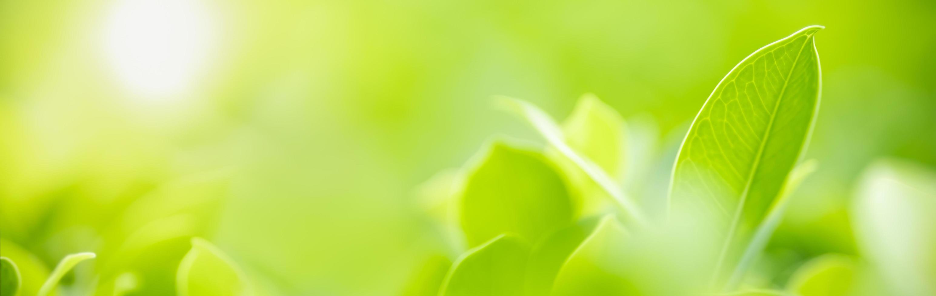 Close up of nature view green leaf on blurred greenery background under sunlight with bokeh and copy space using as background natural plants landscape, ecology cover concept. photo