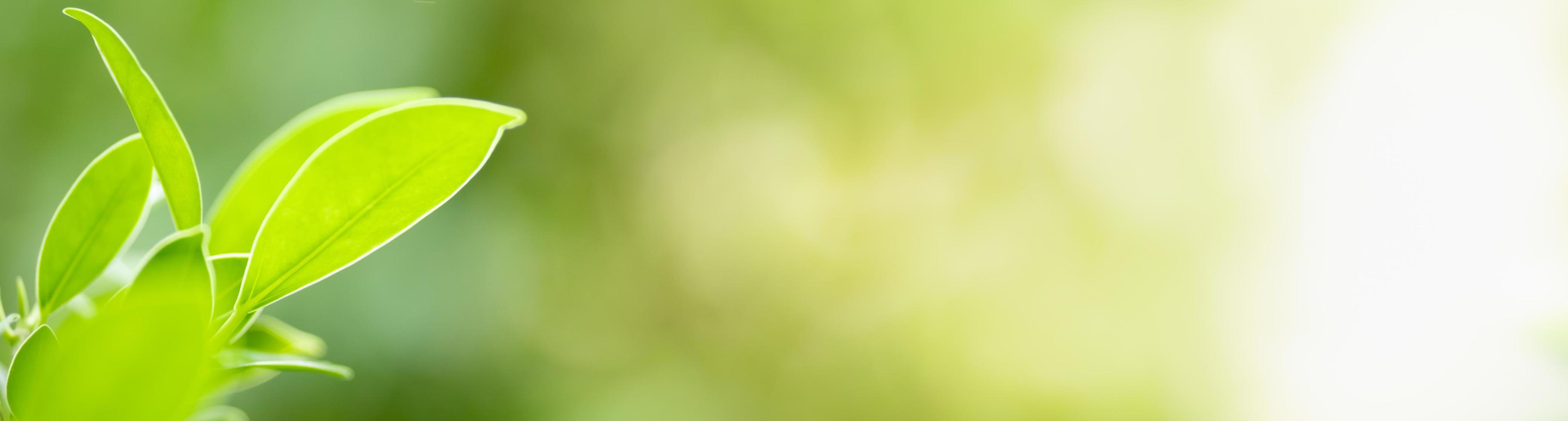 Close up of nature view green leaf on blurred greenery background under sunlight with bokeh and copy space using as background natural plants landscape, ecology cover concept. photo
