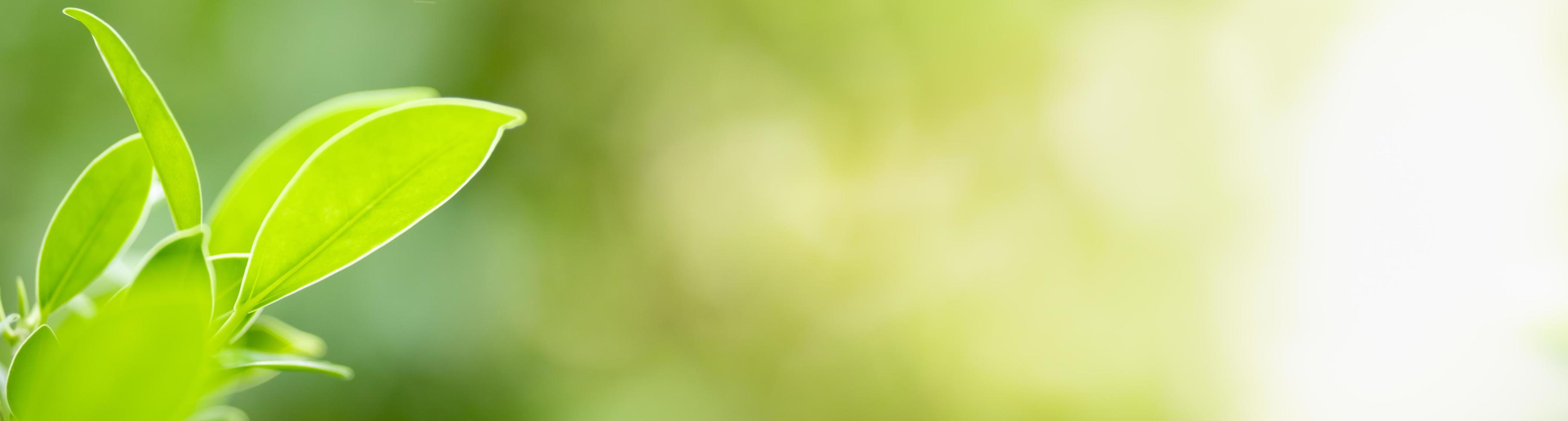 primer plano de la vista de la naturaleza hoja verde sobre fondo verde borroso bajo la luz del sol con bokeh y espacio de copia utilizando como fondo el paisaje de plantas naturales, concepto de cubierta ecológica. foto