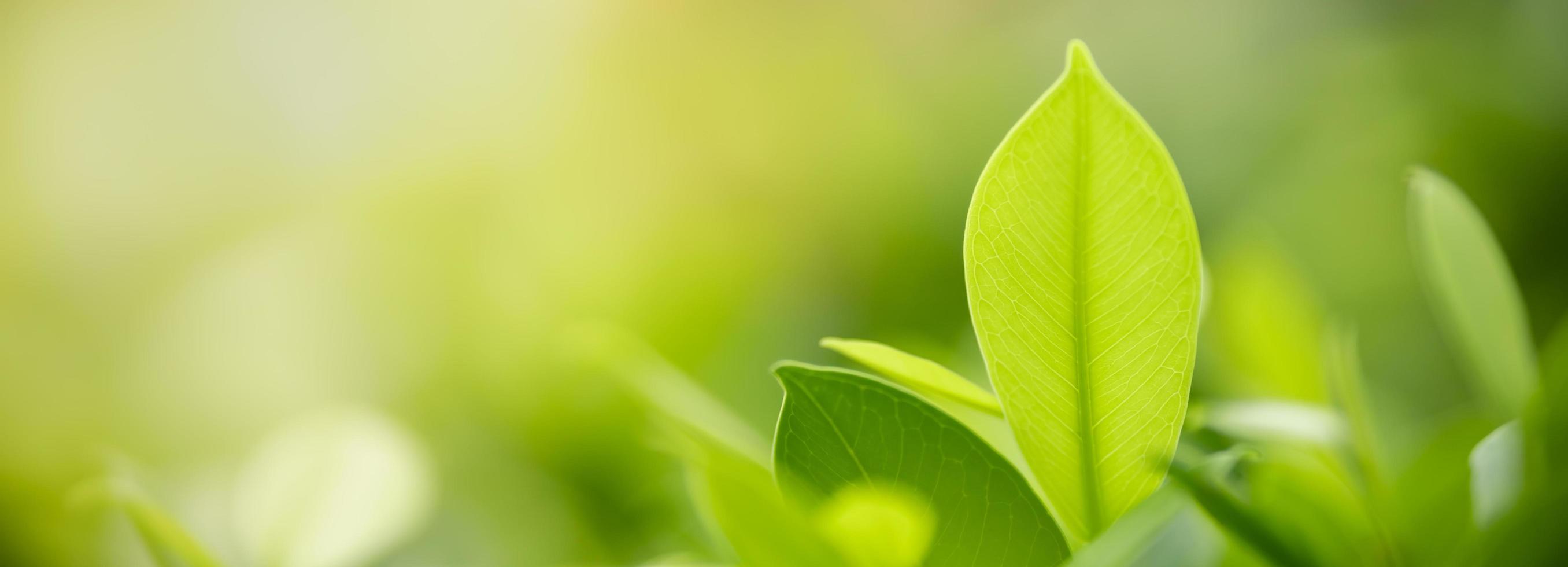 Close up of nature view green leaf on blurred greenery background under sunlight with bokeh and copy space using as background natural plants landscape, ecology cover concept. photo