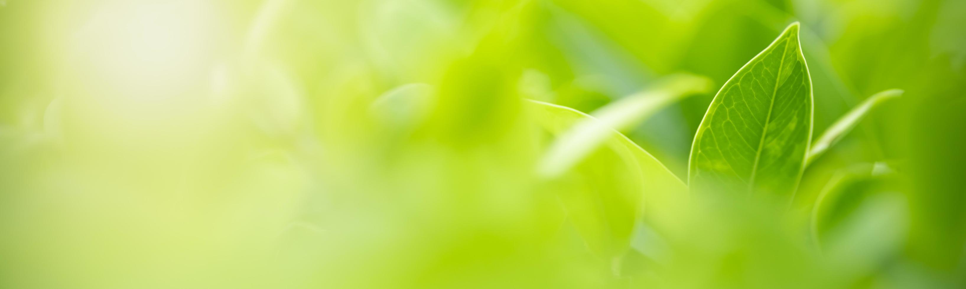 Close up of nature view green leaf on blurred greenery background under sunlight with bokeh and copy space using as background natural plants landscape, ecology cover concept. photo