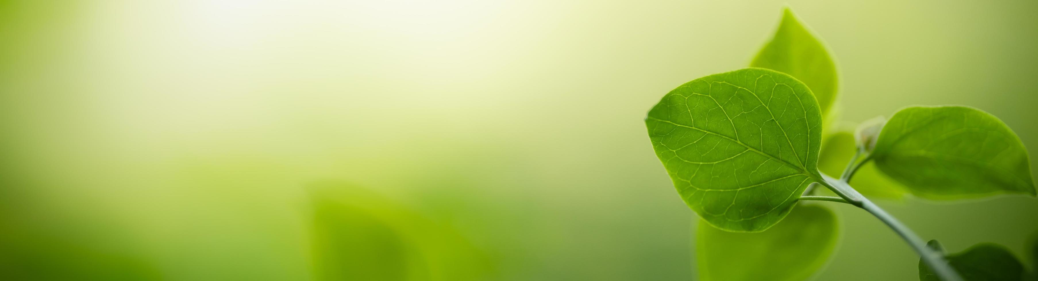Close up of nature view green leaf on blurred greenery background under sunlight with bokeh and copy space using as background natural plants landscape, ecology cover concept. photo